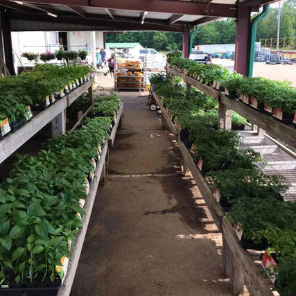 Lawn & GardenOutdoor garden center aisle with wooden shelves filled with green plants in pots. Sunlit path, relaxed atmosphere, and distant people by stacked bags.