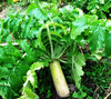 Pennington Rackmaster Trophy Radishes