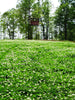 Pennington Rackmaster Durana Clover