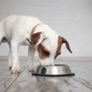 QT Dog Brake-Fast Stainless Steel Non-Tip Bowl