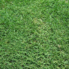 BWI Companies Inc. Common Bermudagrass, Hulled & Coated - 50 lb